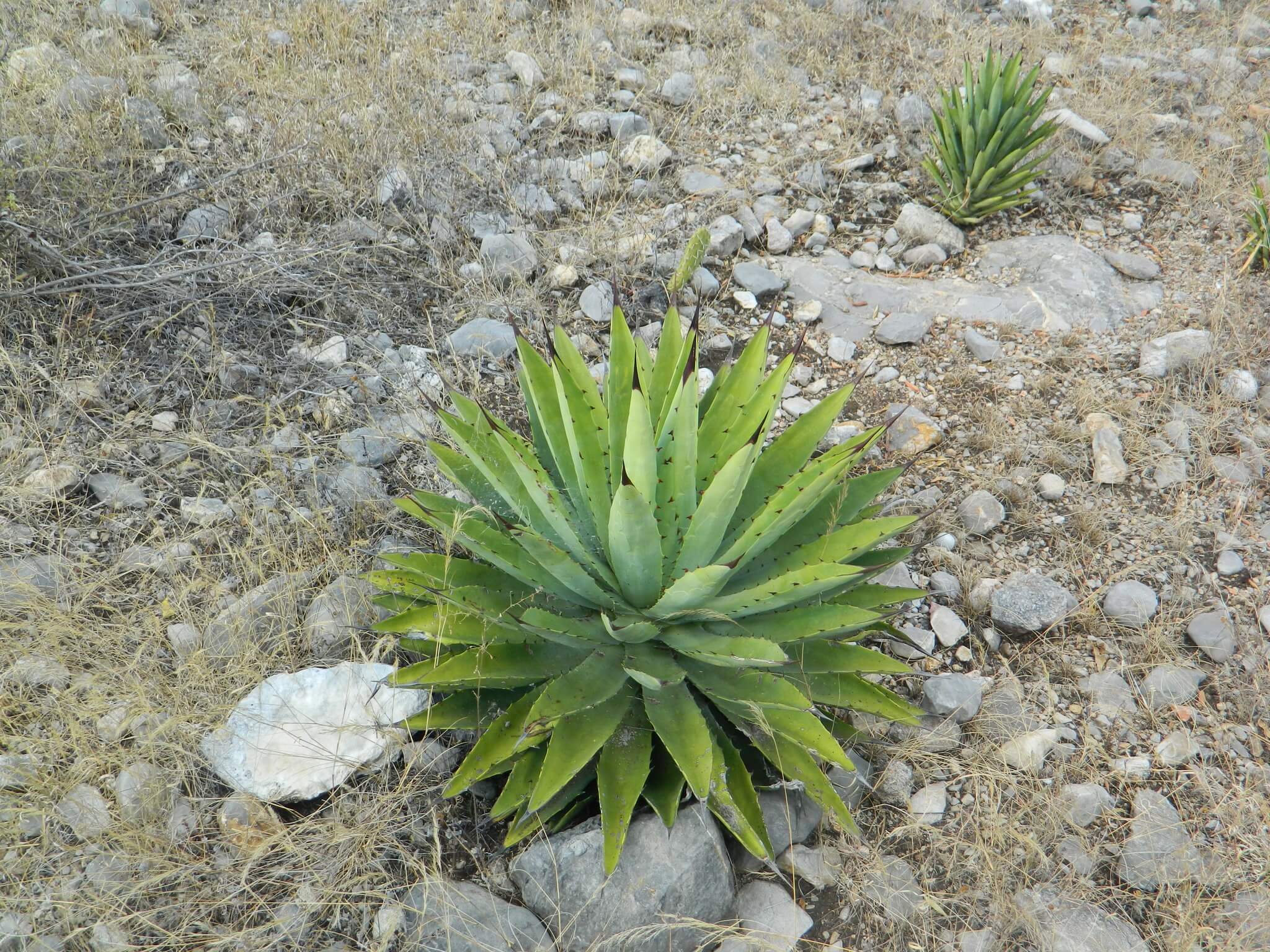 Agave macroacantha